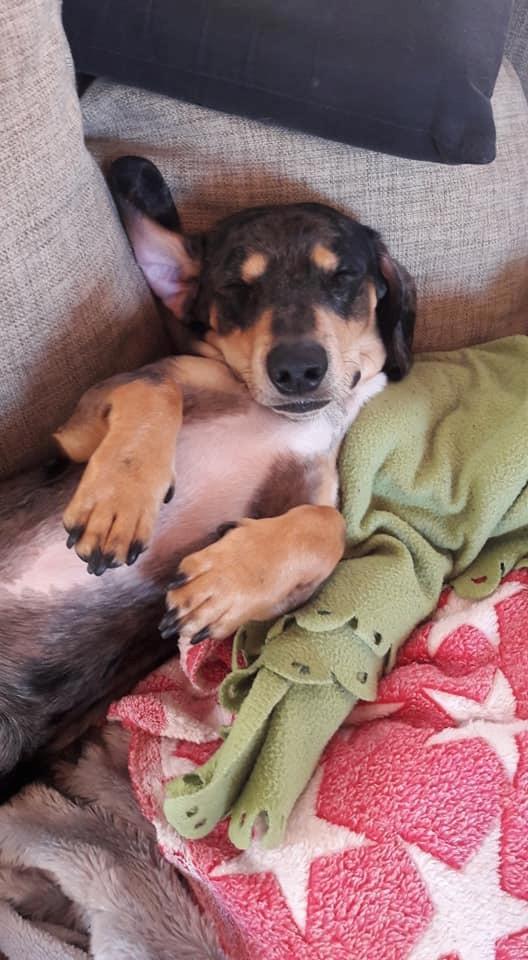 Gravhund Benji billede 4