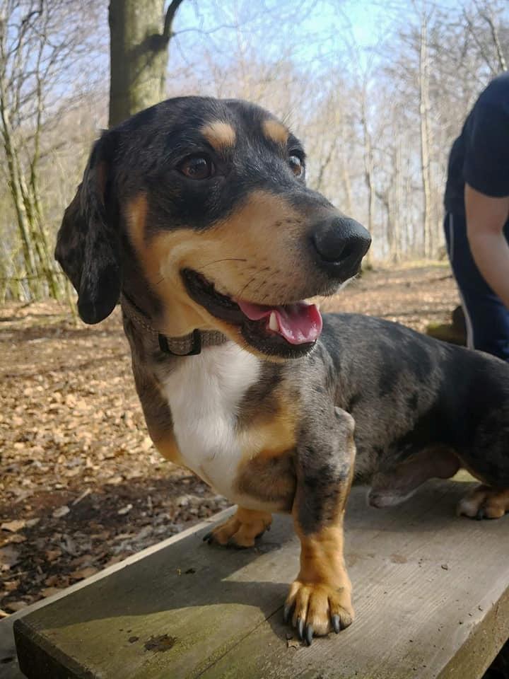 Gravhund Benji billede 1