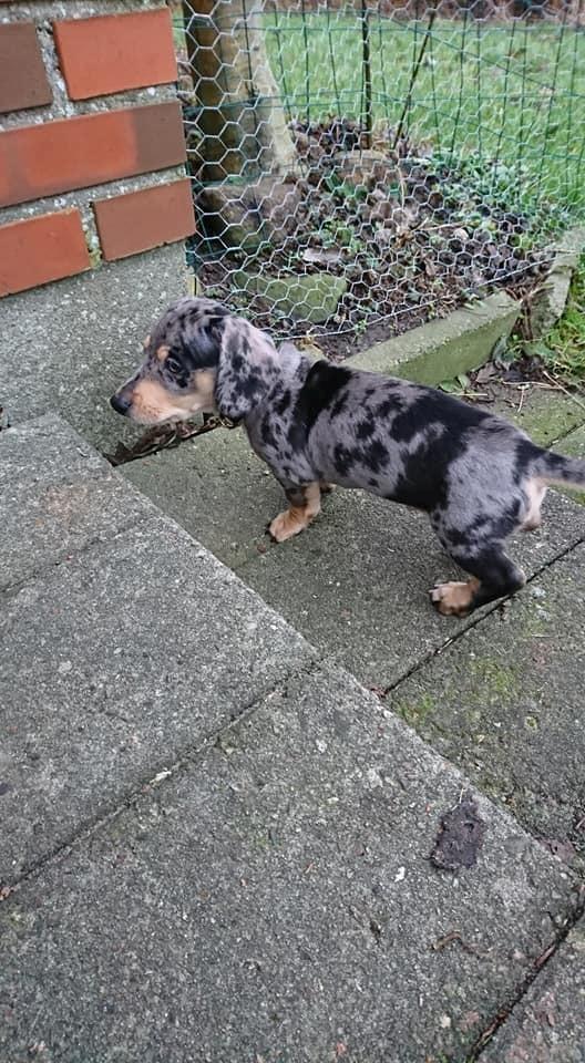 Gravhund Benji billede 6