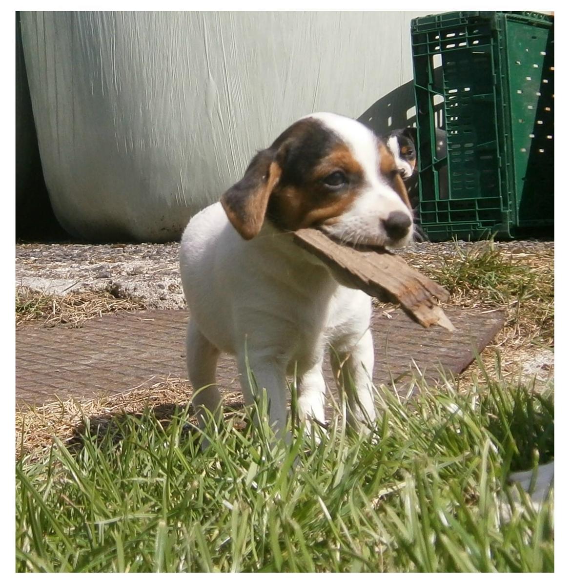 Dansk svensk gaardhund Ester billede 6