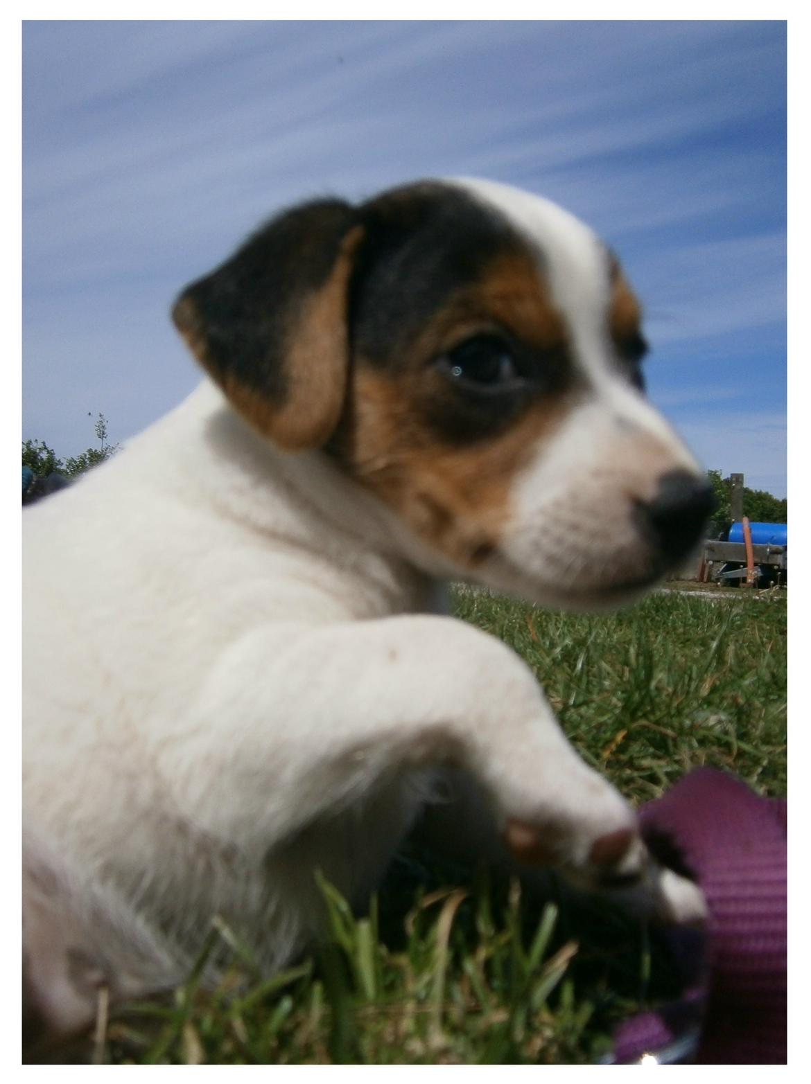 Dansk svensk gaardhund Ester billede 7
