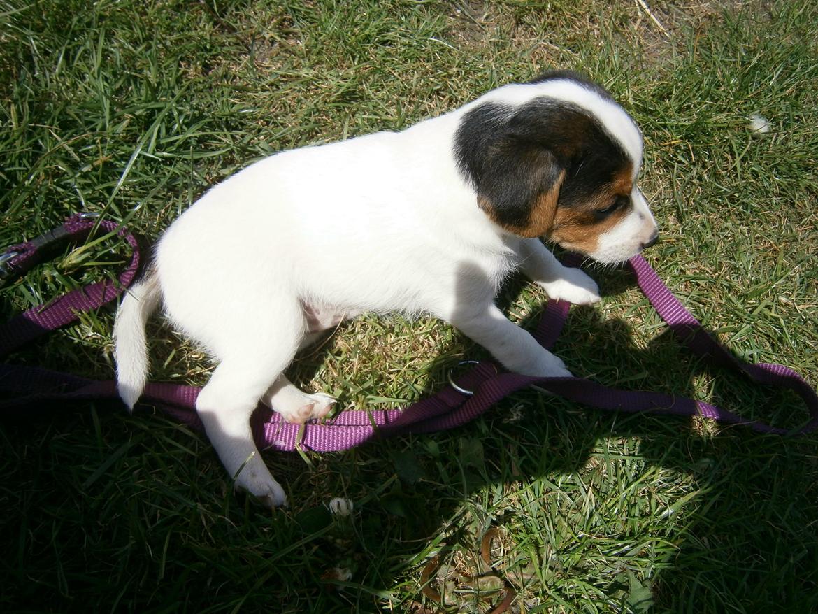 Dansk svensk gaardhund Ester billede 8