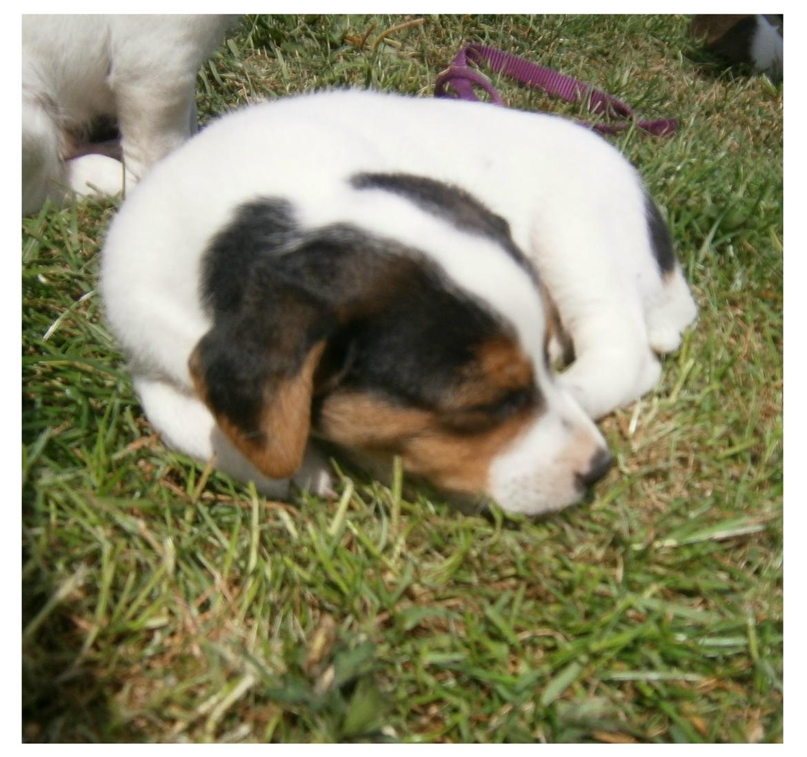 Dansk svensk gaardhund Ester billede 9