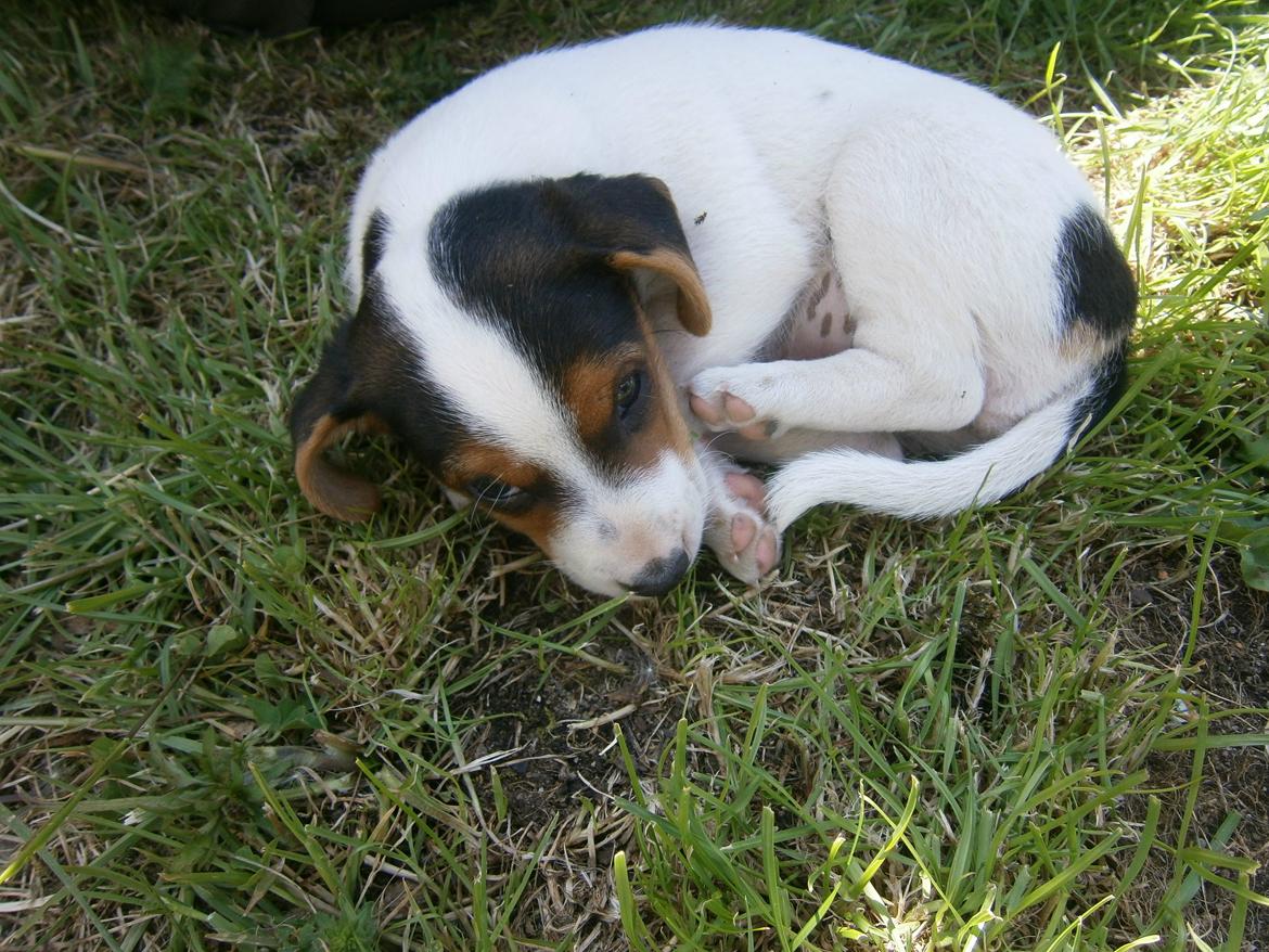Dansk svensk gaardhund Ester billede 10
