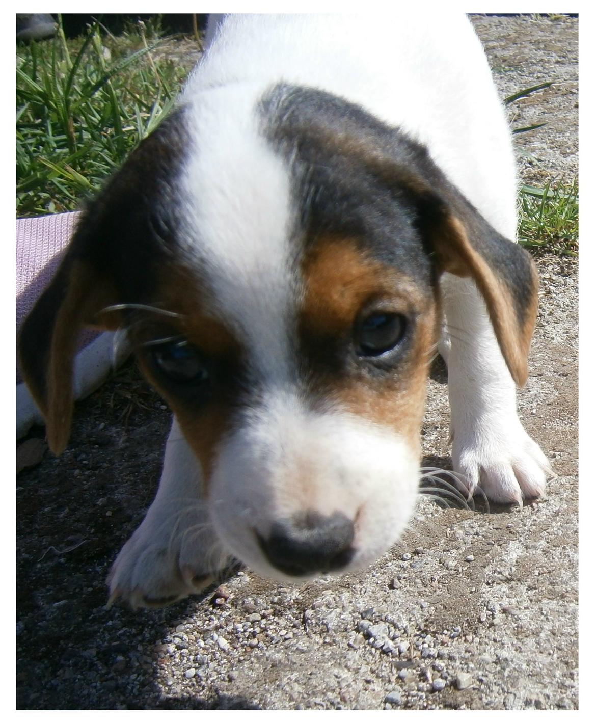 Dansk svensk gaardhund Ester billede 11