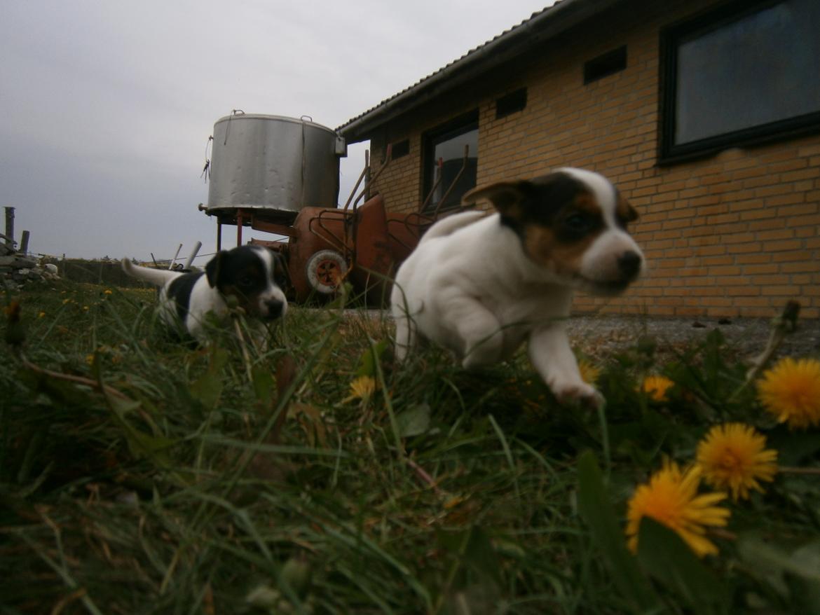 Dansk svensk gaardhund Ester billede 12