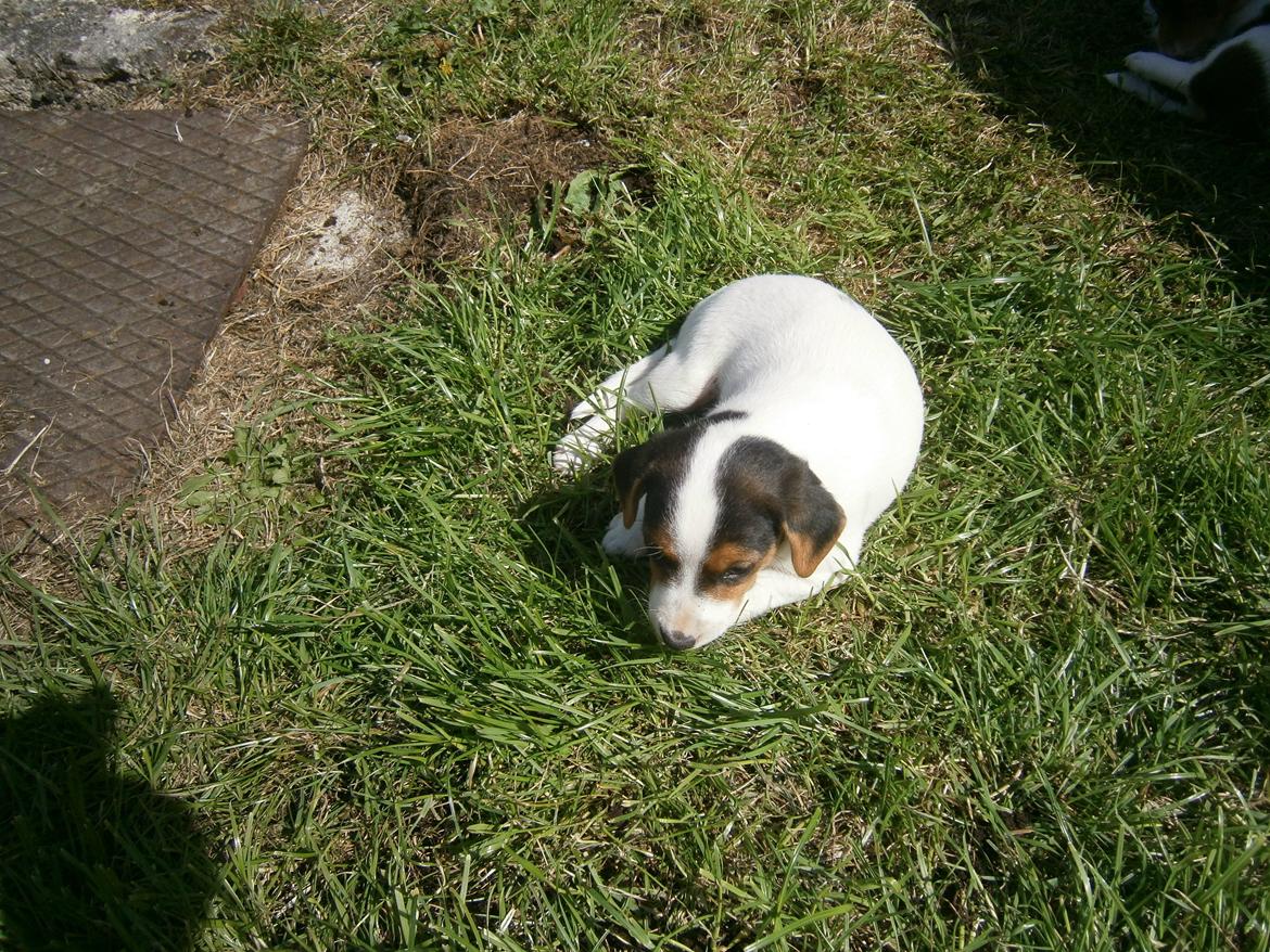 Dansk svensk gaardhund Ester billede 13