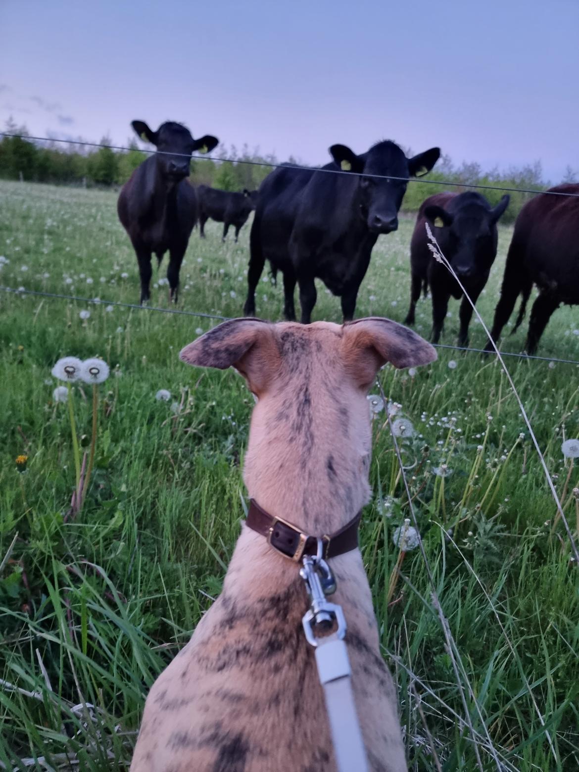 Whippet Ea billede 13