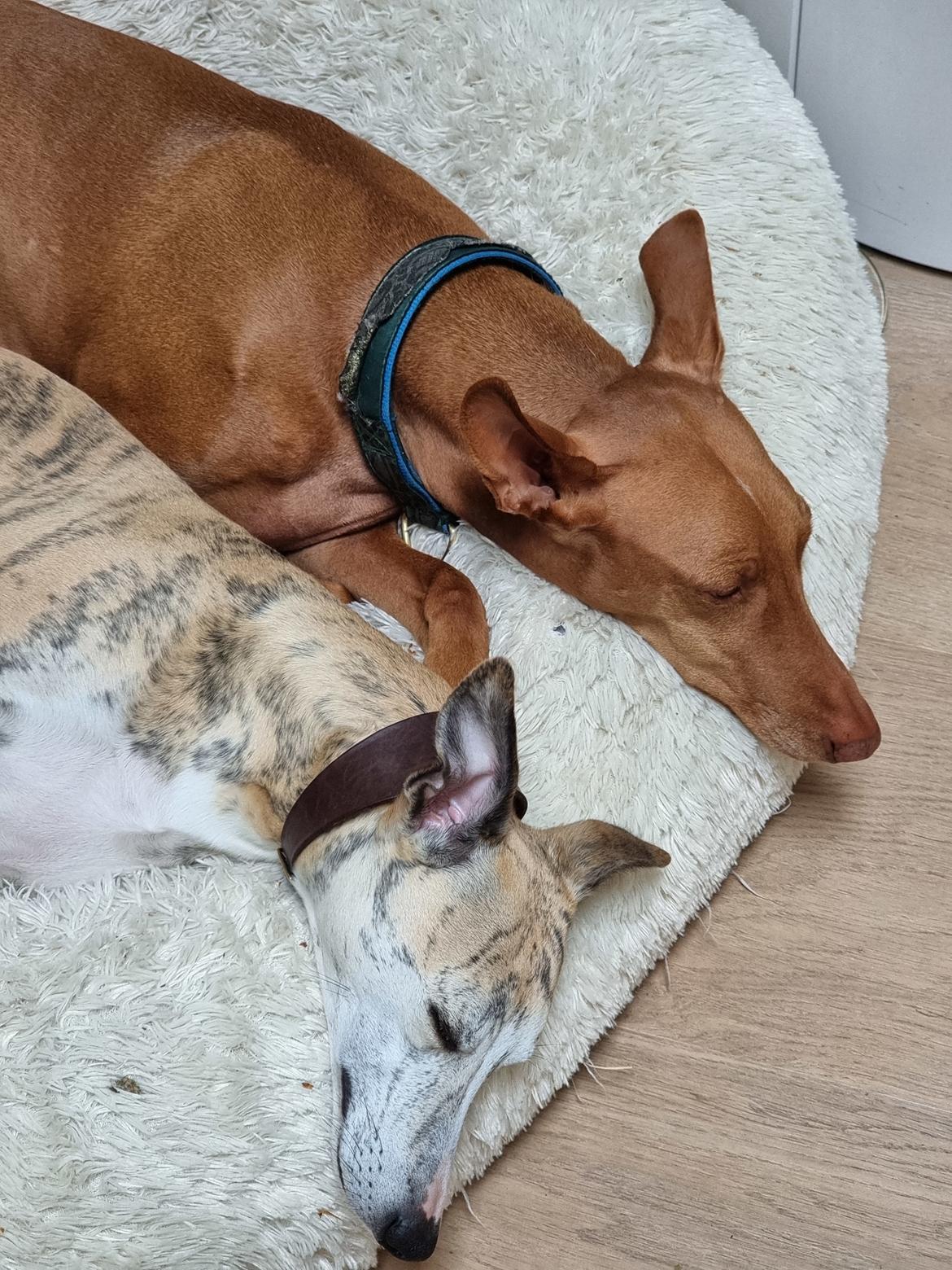 Whippet Ea billede 14