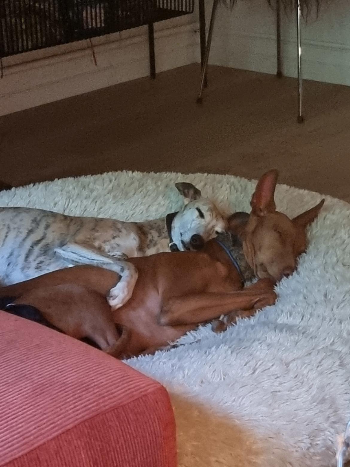 Whippet Ea billede 16