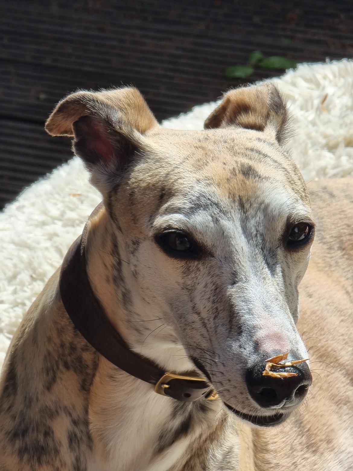 Whippet Ea billede 17