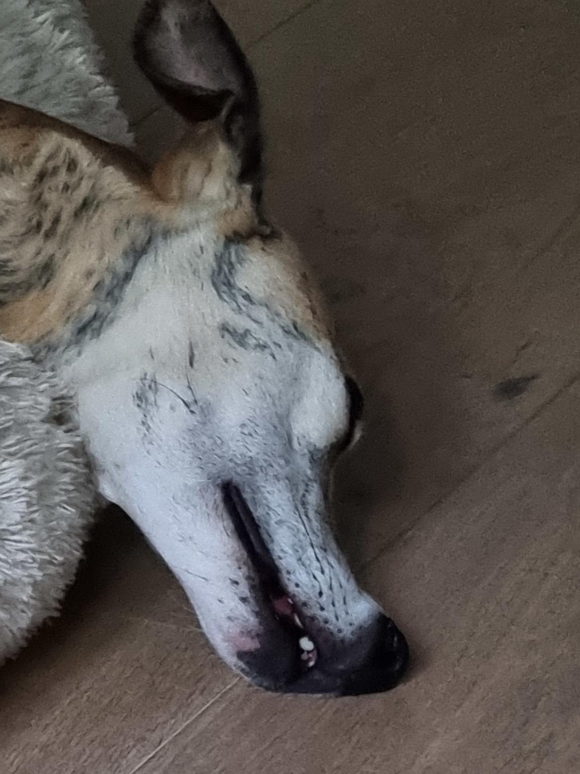 Whippet Ea billede 15