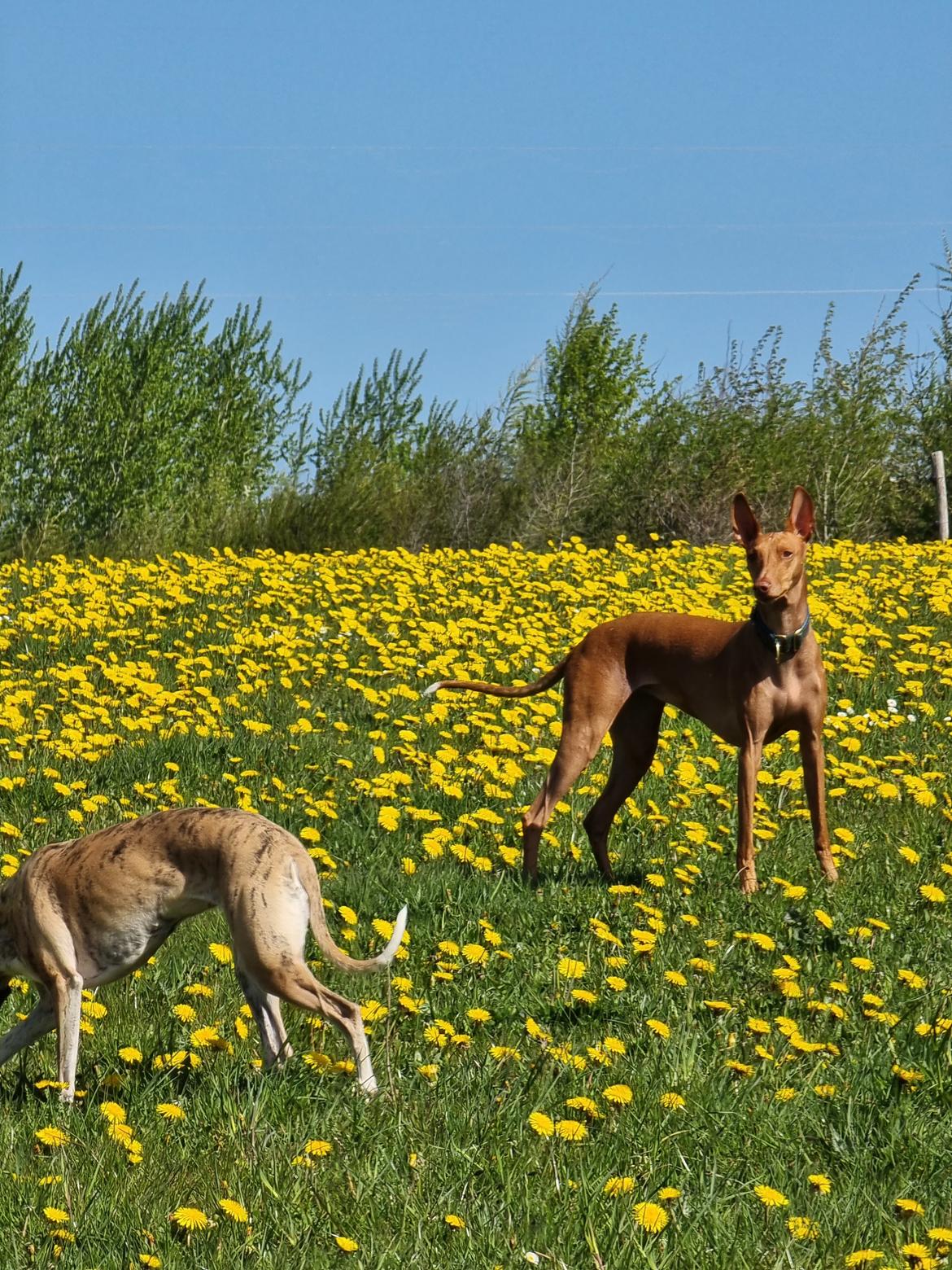 Whippet Ea billede 18