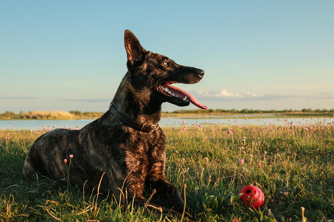 Hollandsk hyrdehund Jessie - Alle synes min bold er flot. Maj 22 billede 8