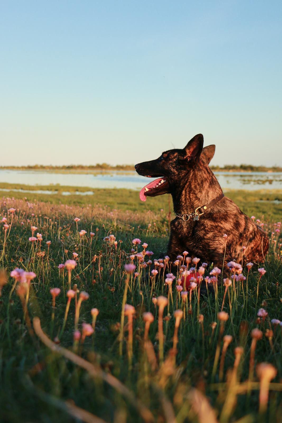 Hollandsk hyrdehund Jessie - Maj 22 billede 22