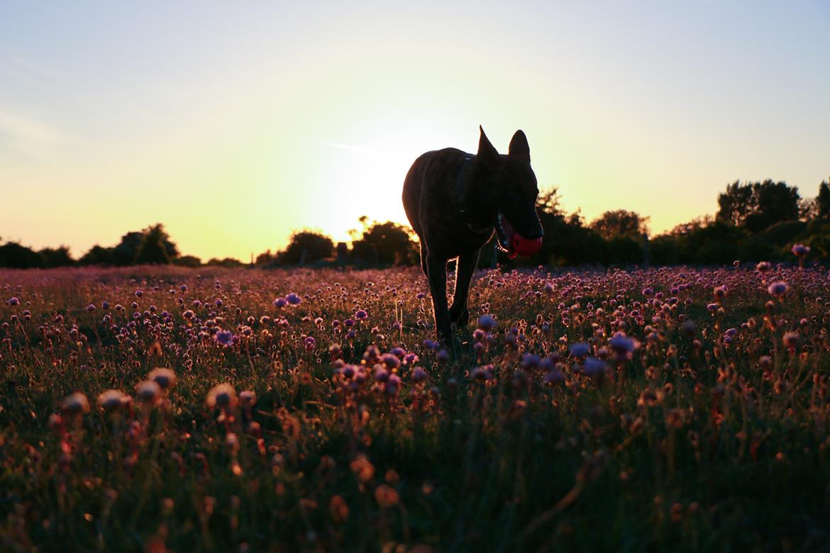 Hollandsk hyrdehund Jessie - Aften sol maj 22 billede 16