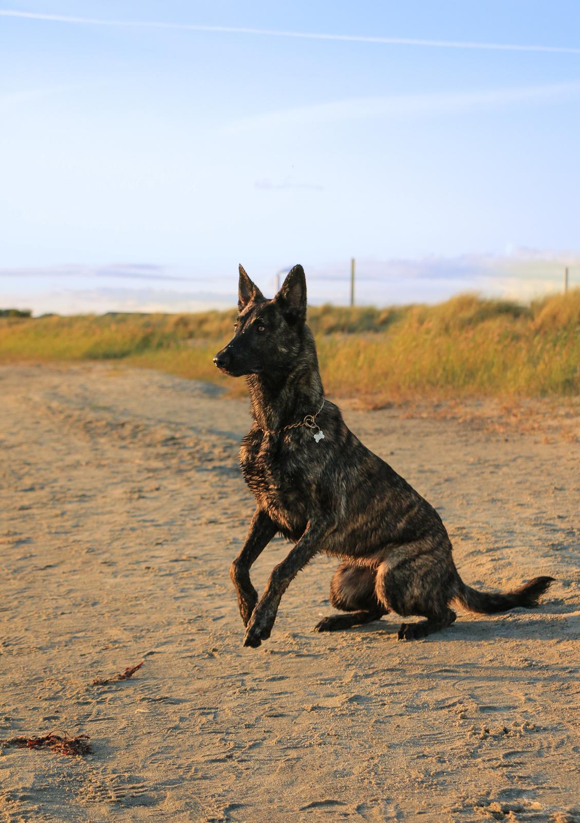 Hollandsk hyrdehund Jessie - Ung og ivrig, sep 21 billede 37