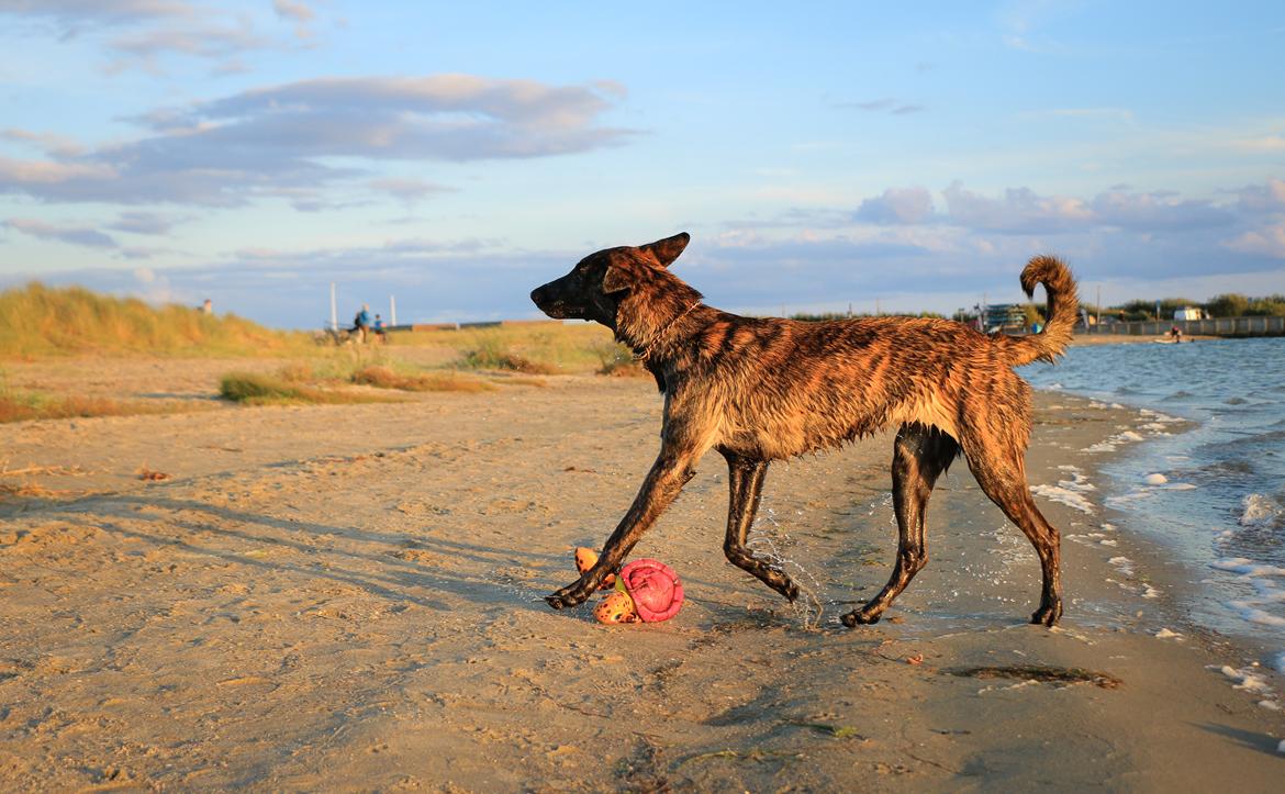 Hollandsk hyrdehund Jessie - Den lille badenymfe ,sep21 billede 34