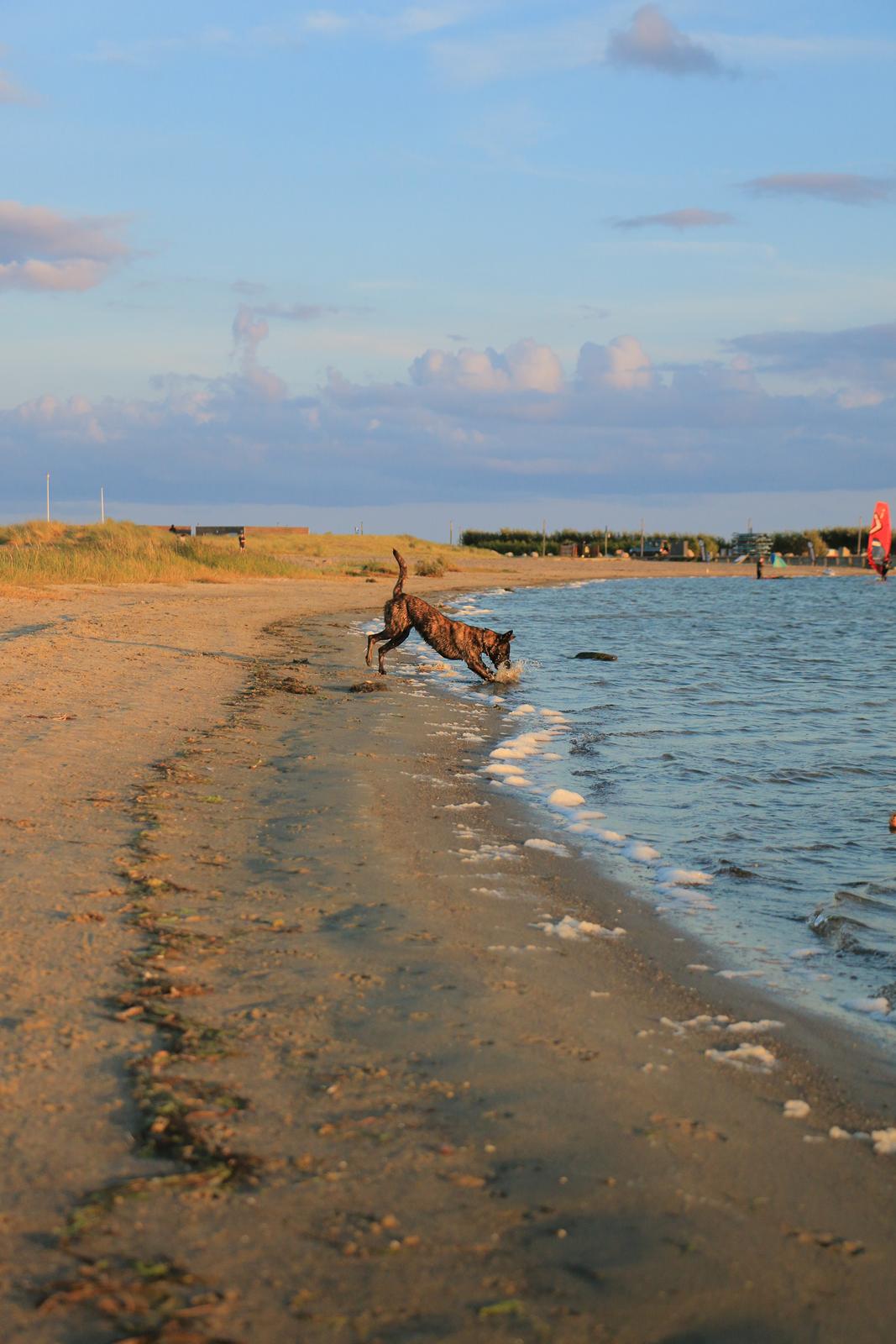 Hollandsk hyrdehund Jessie - Tangloppen sep21 billede 43