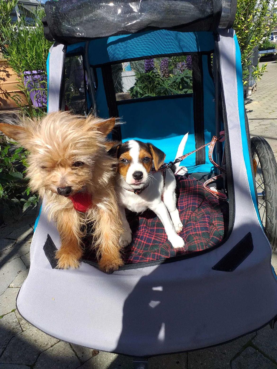 Dansk svensk gaardhund Ester billede 14