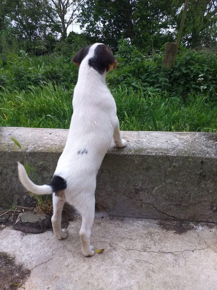 Dansk svensk gaardhund Ester billede 5