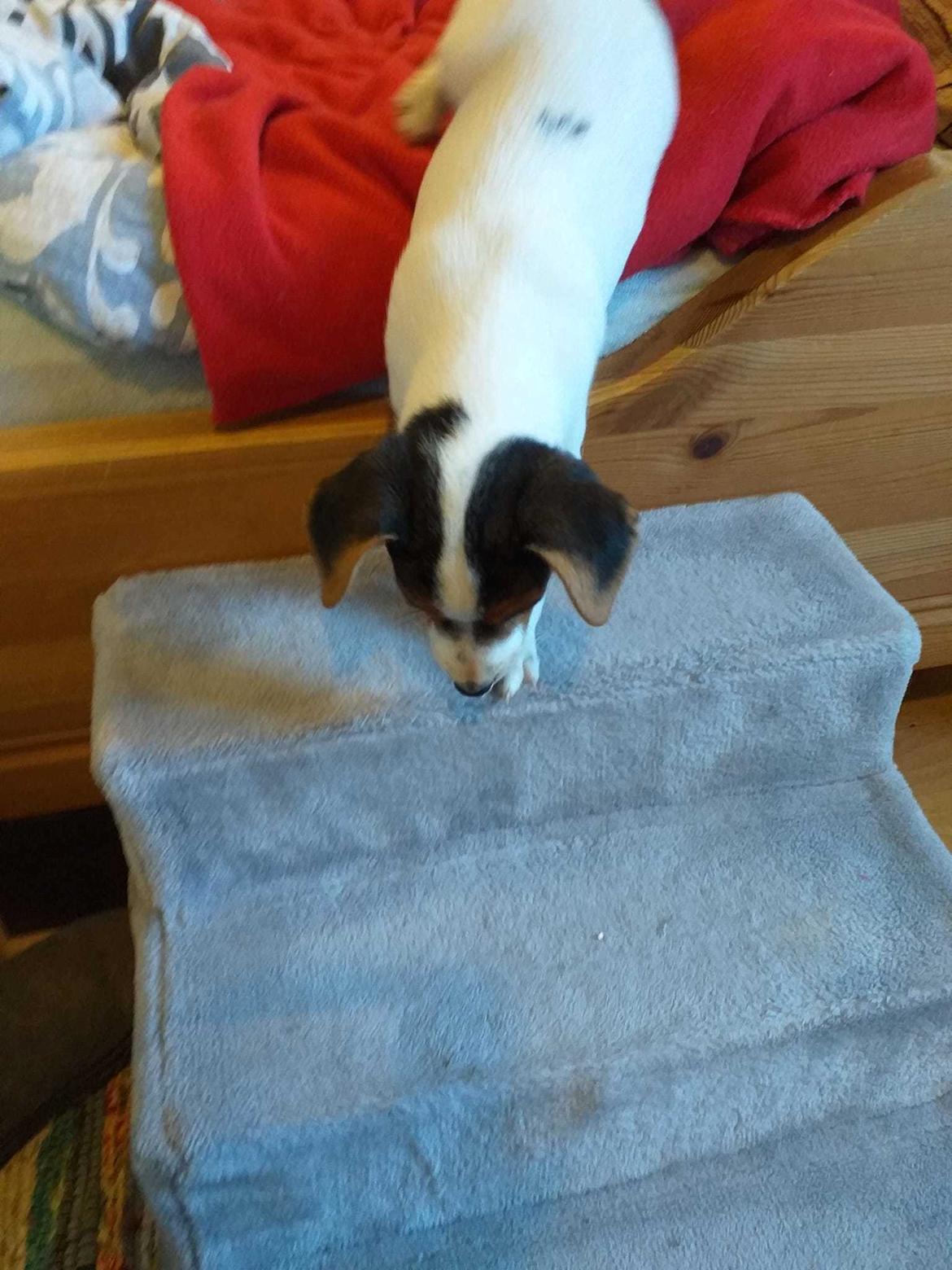 Dansk svensk gaardhund Ester billede 15