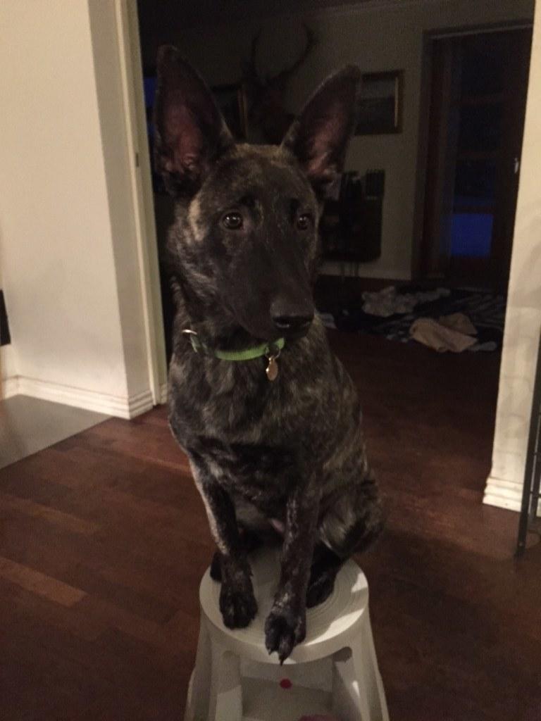 Hollandsk hyrdehund United Dutch Ka-Zia billede 6