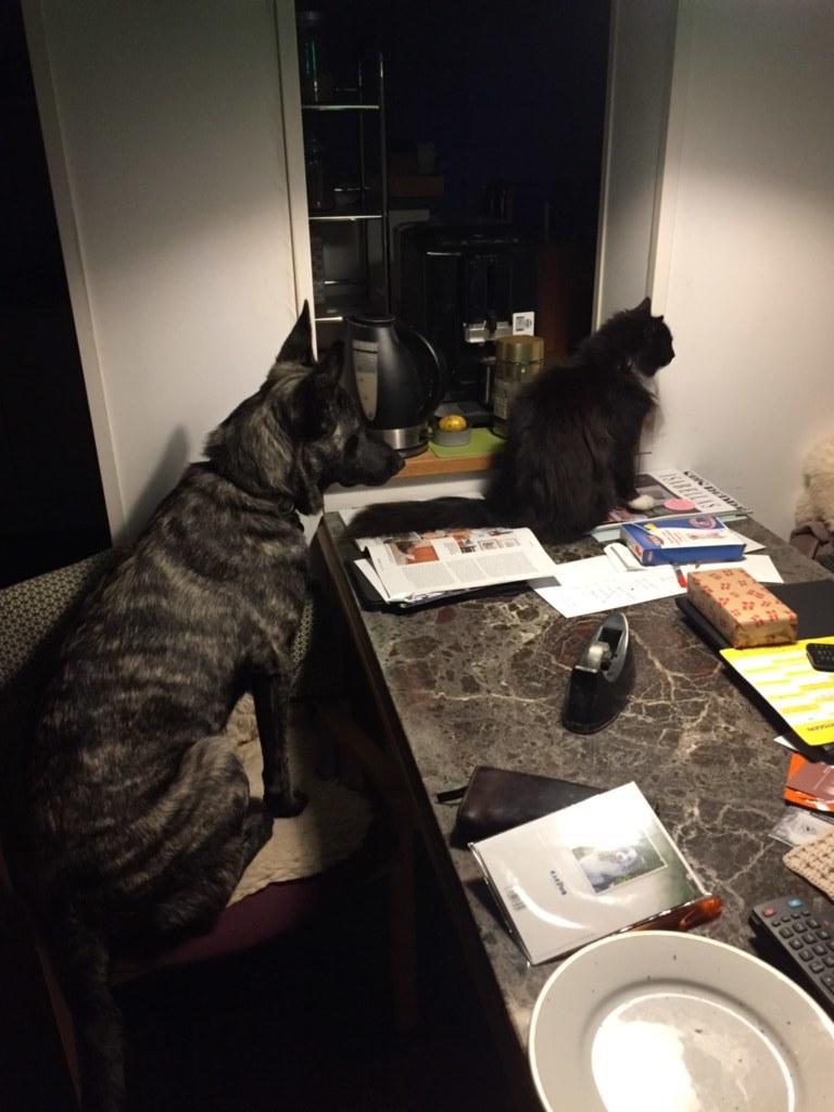 Hollandsk hyrdehund United Dutch Ka-Zia billede 9