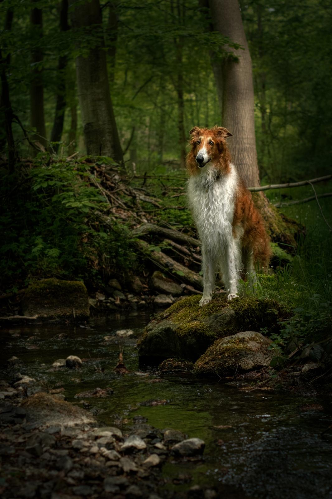 Borzoi - Kashmir 'Wild wind of Russia' billede 3