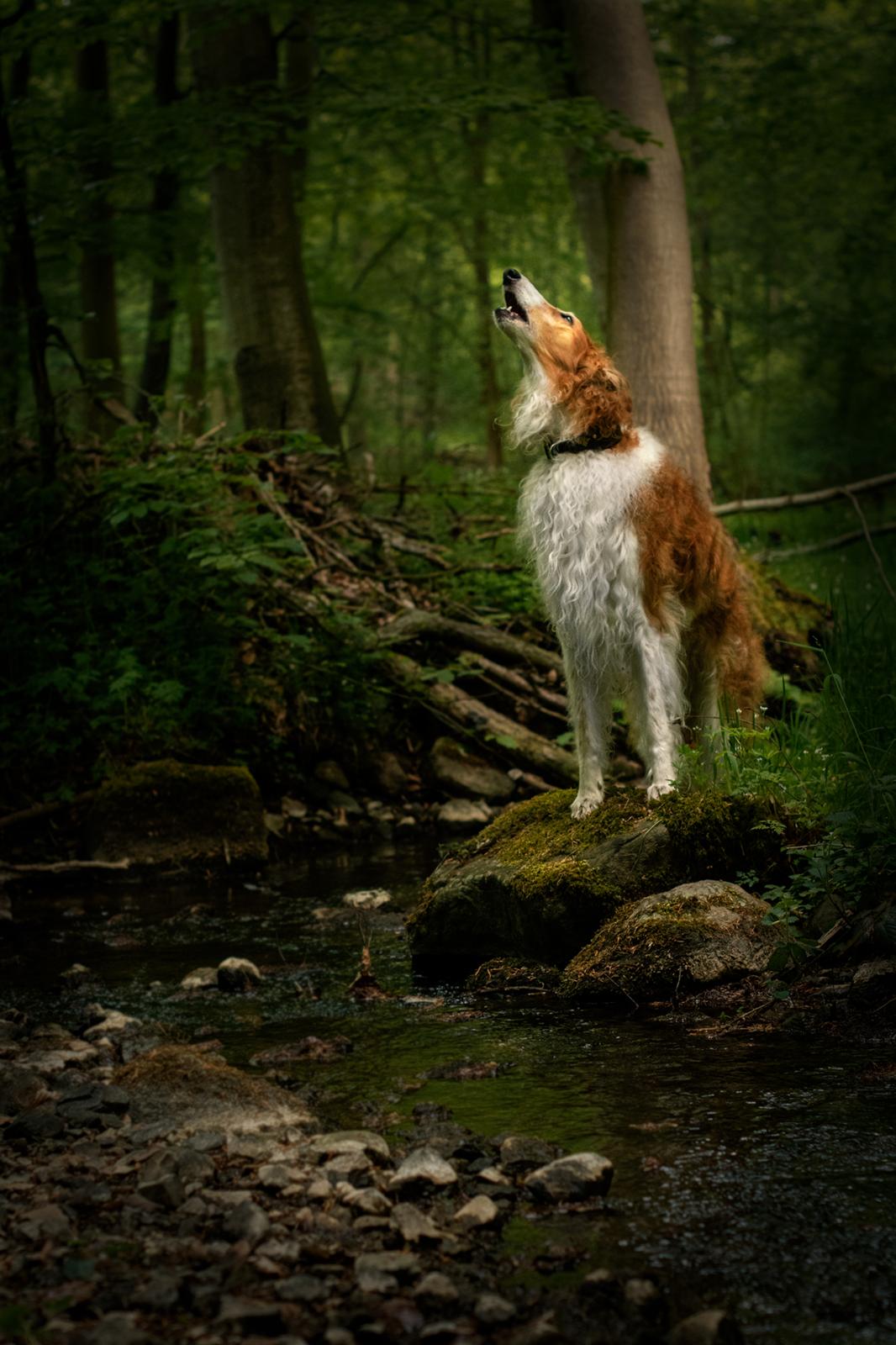 Borzoi - Kashmir 'Wild wind of Russia' billede 7