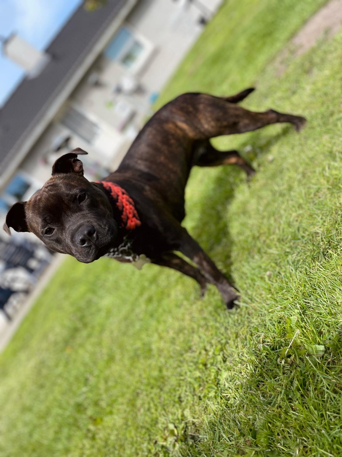 Staffordshire bull terrier Dixie billede 4