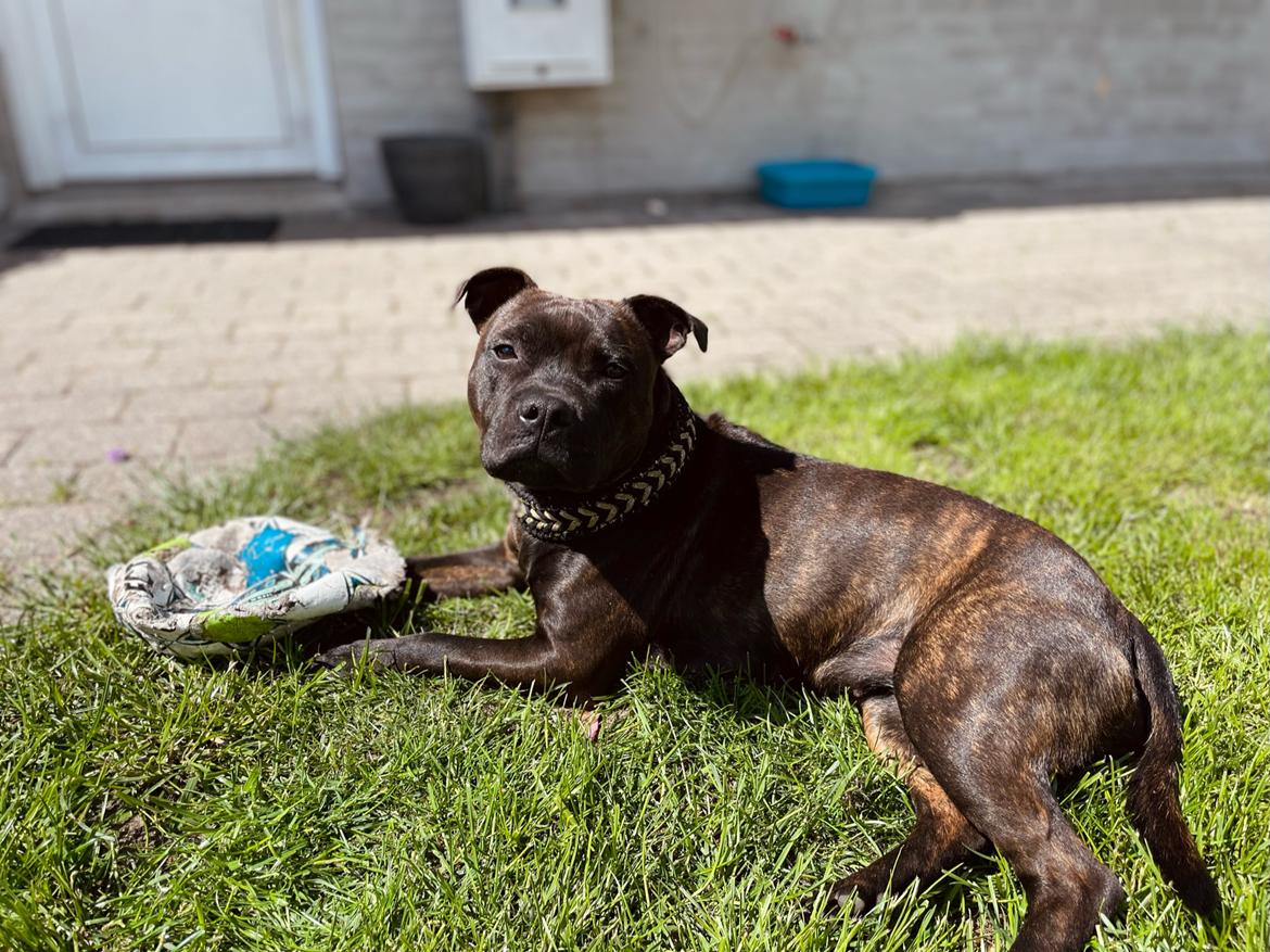 Staffordshire bull terrier Dixie billede 2