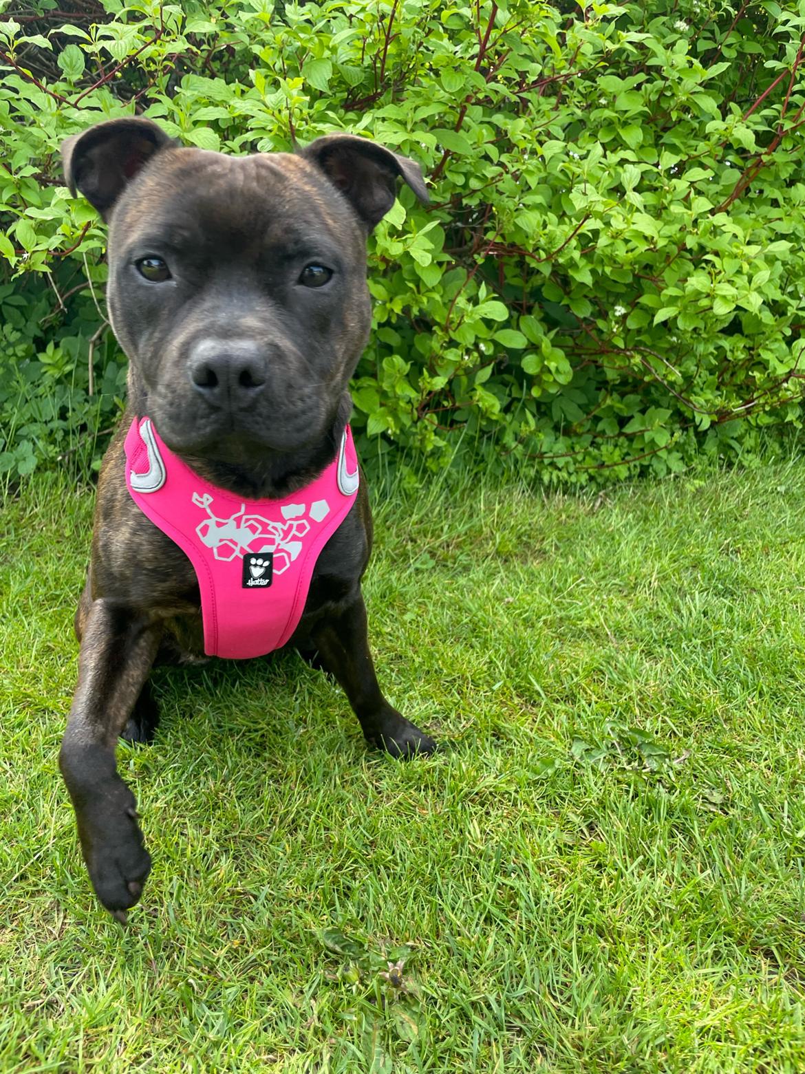 Staffordshire bull terrier Dixie billede 5
