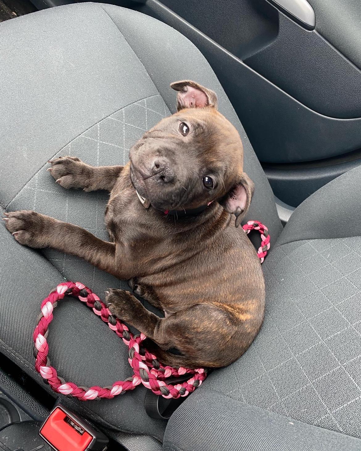 Staffordshire bull terrier Dixie billede 18