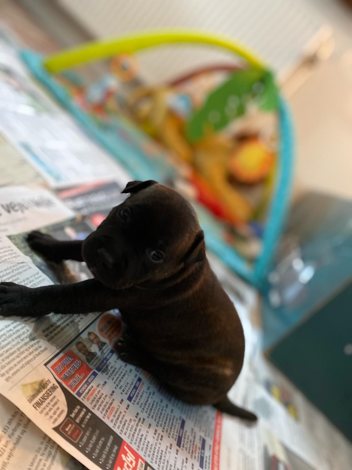 Staffordshire bull terrier Dixie billede 25