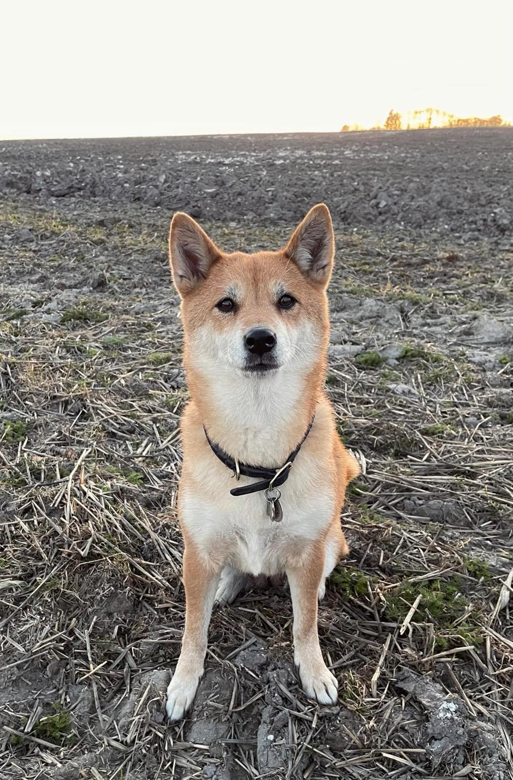 Shiba Nala billede 1