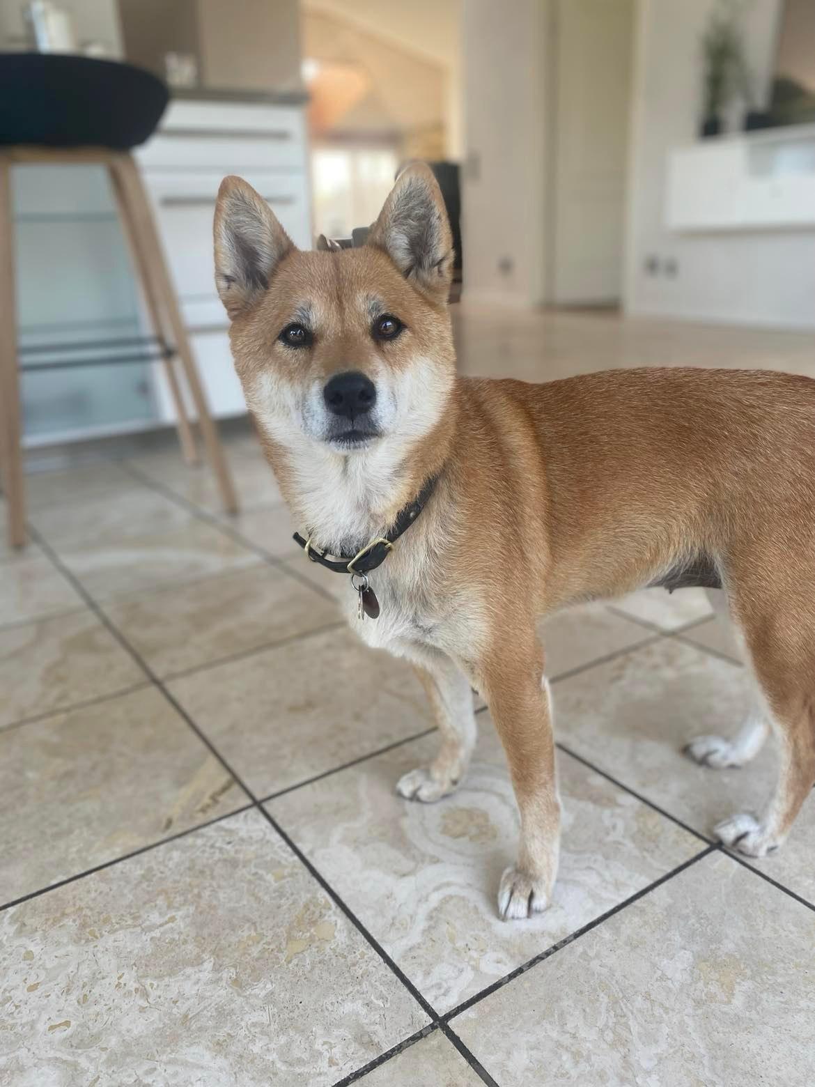 Shiba Nala billede 6