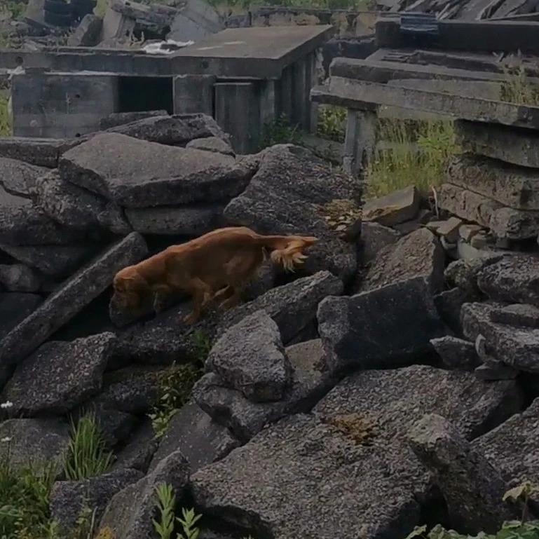 Field Trial Cockerspaniel Kapow  29 juni 2020 - juni 2022 billede 36