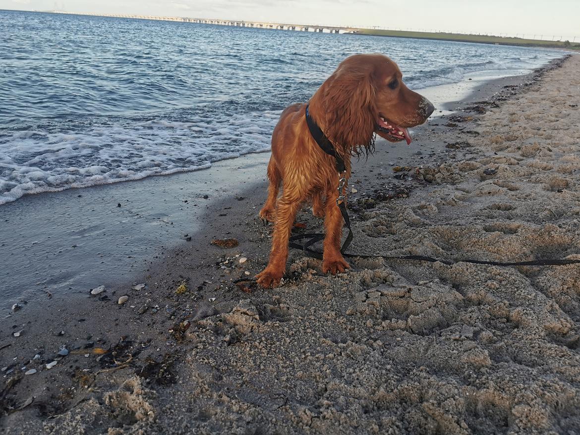 Field Trial Cockerspaniel Kapow  29 juni 2020 - Juni 2022 billede 38