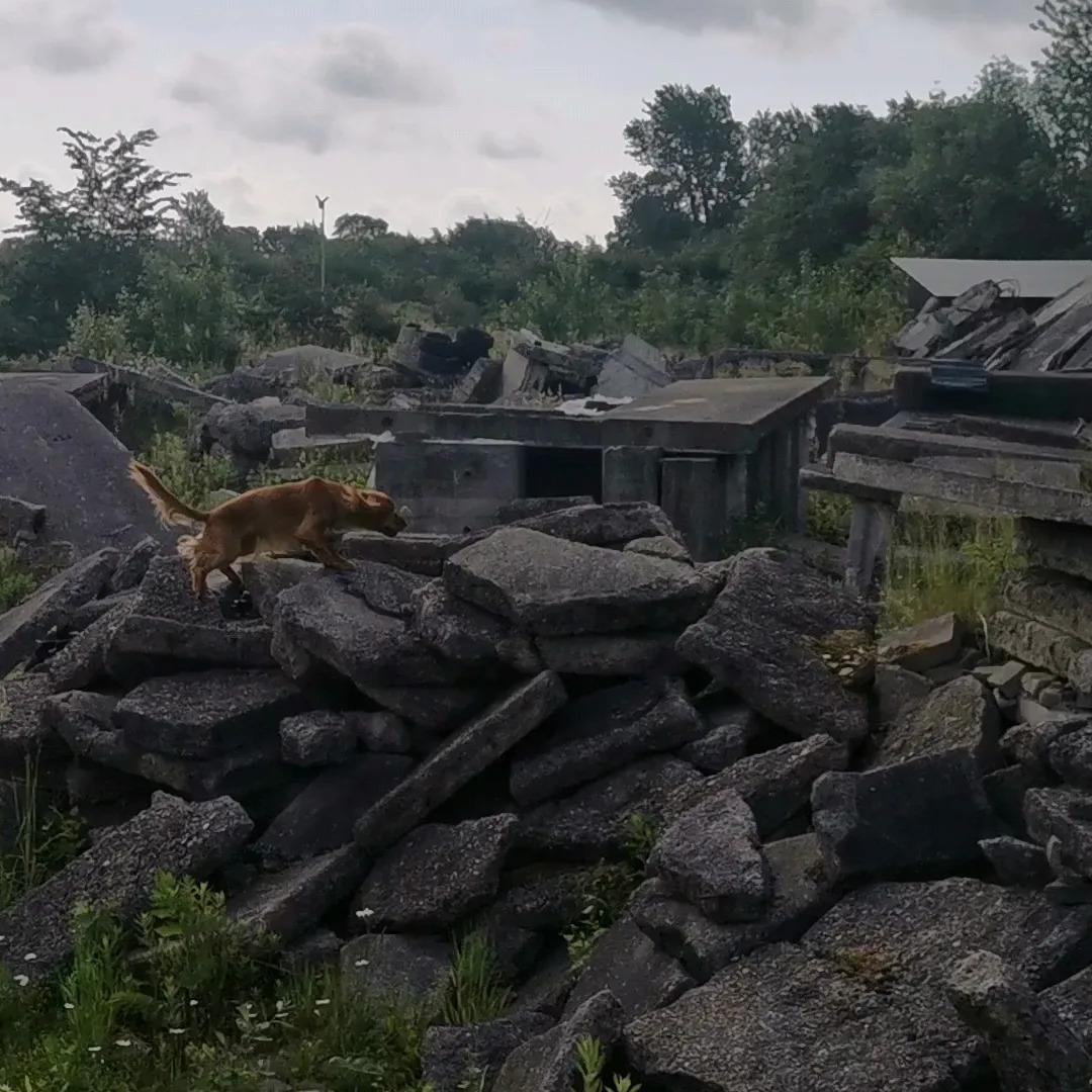 Field Trial Cockerspaniel Kapow  29 juni 2020 - juni 2022  billede 37