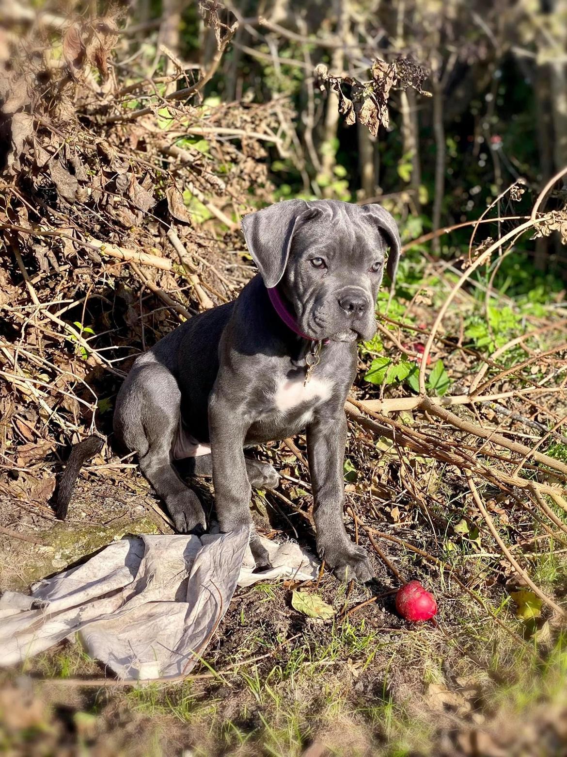 Cane corso Sia  billede 1