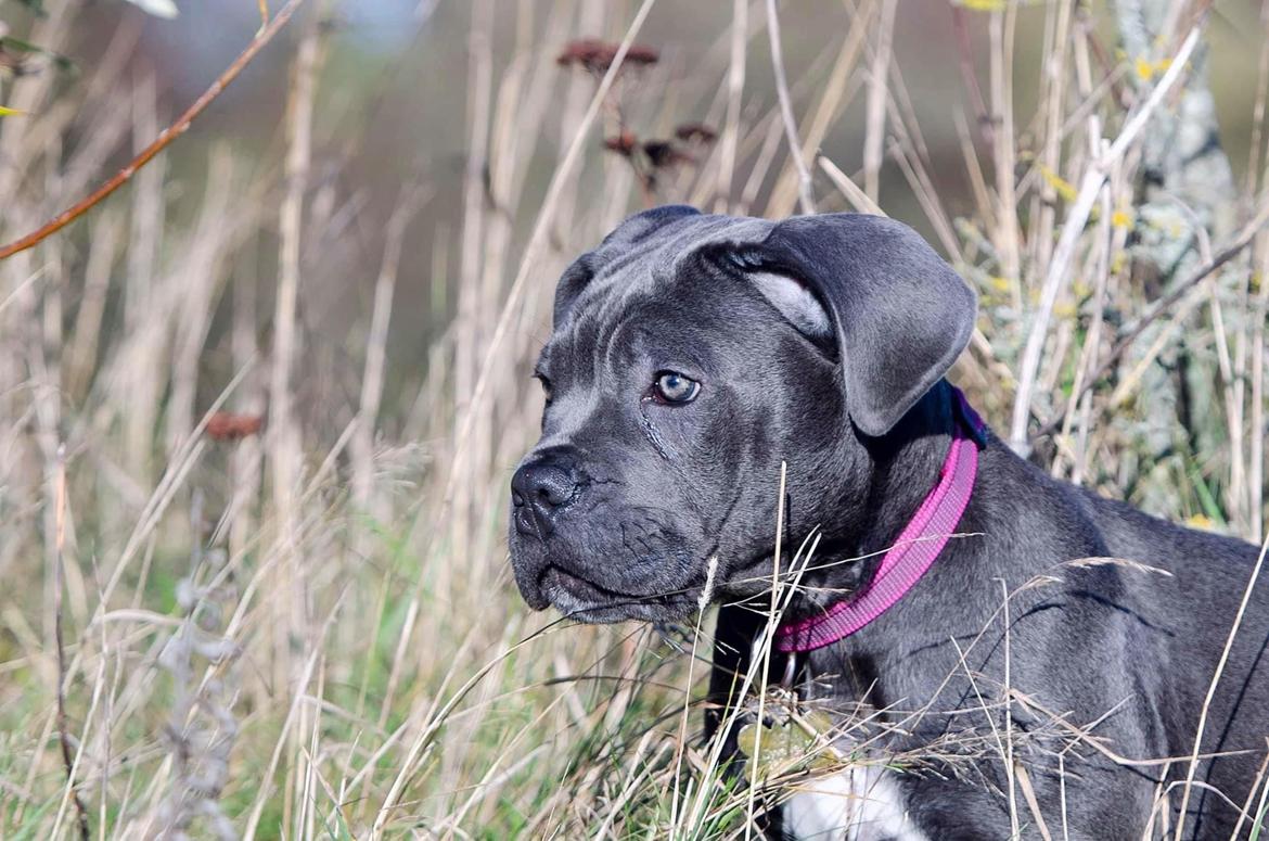 Cane corso Sia  billede 3