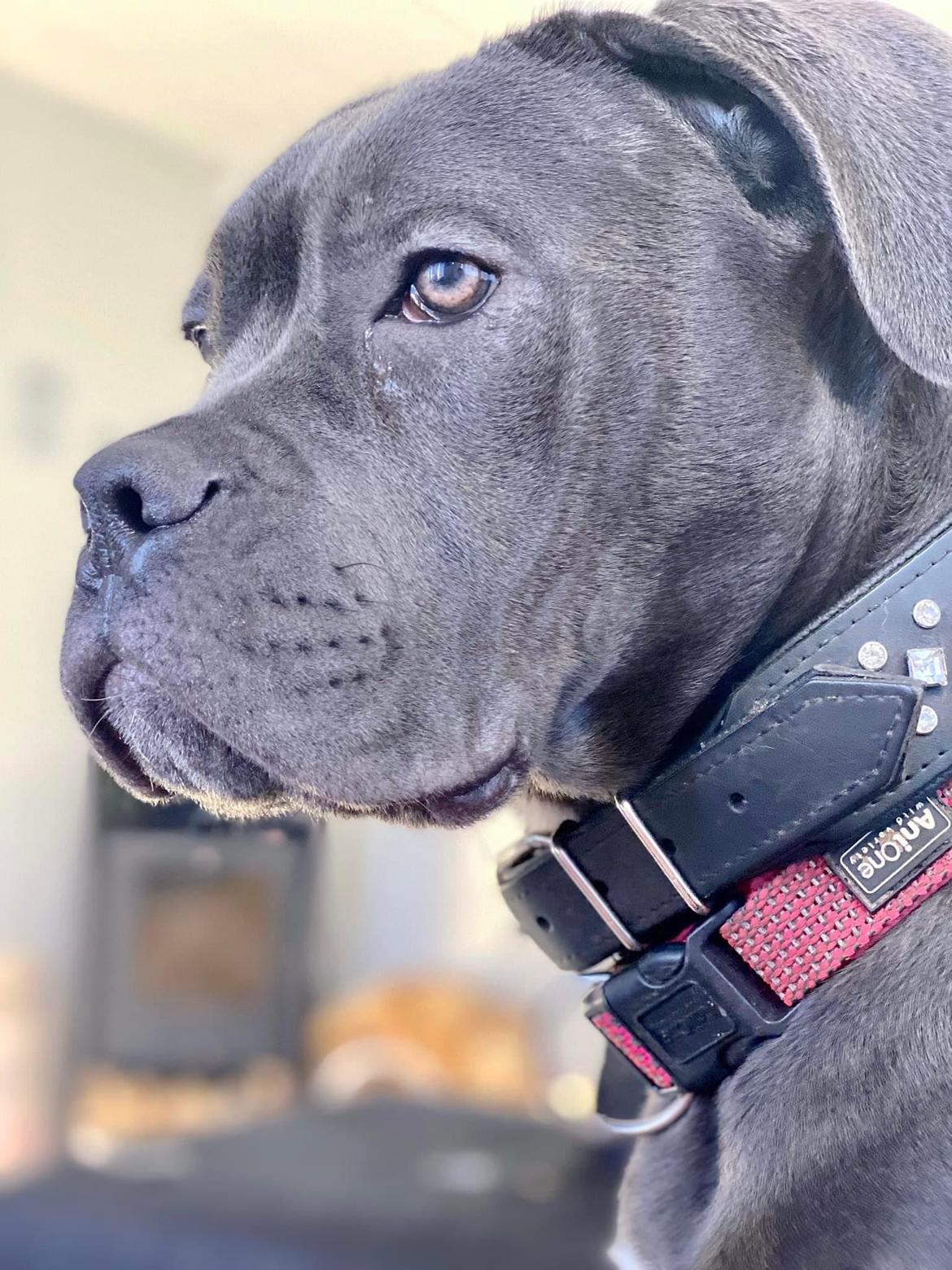 Cane corso Sia  billede 2