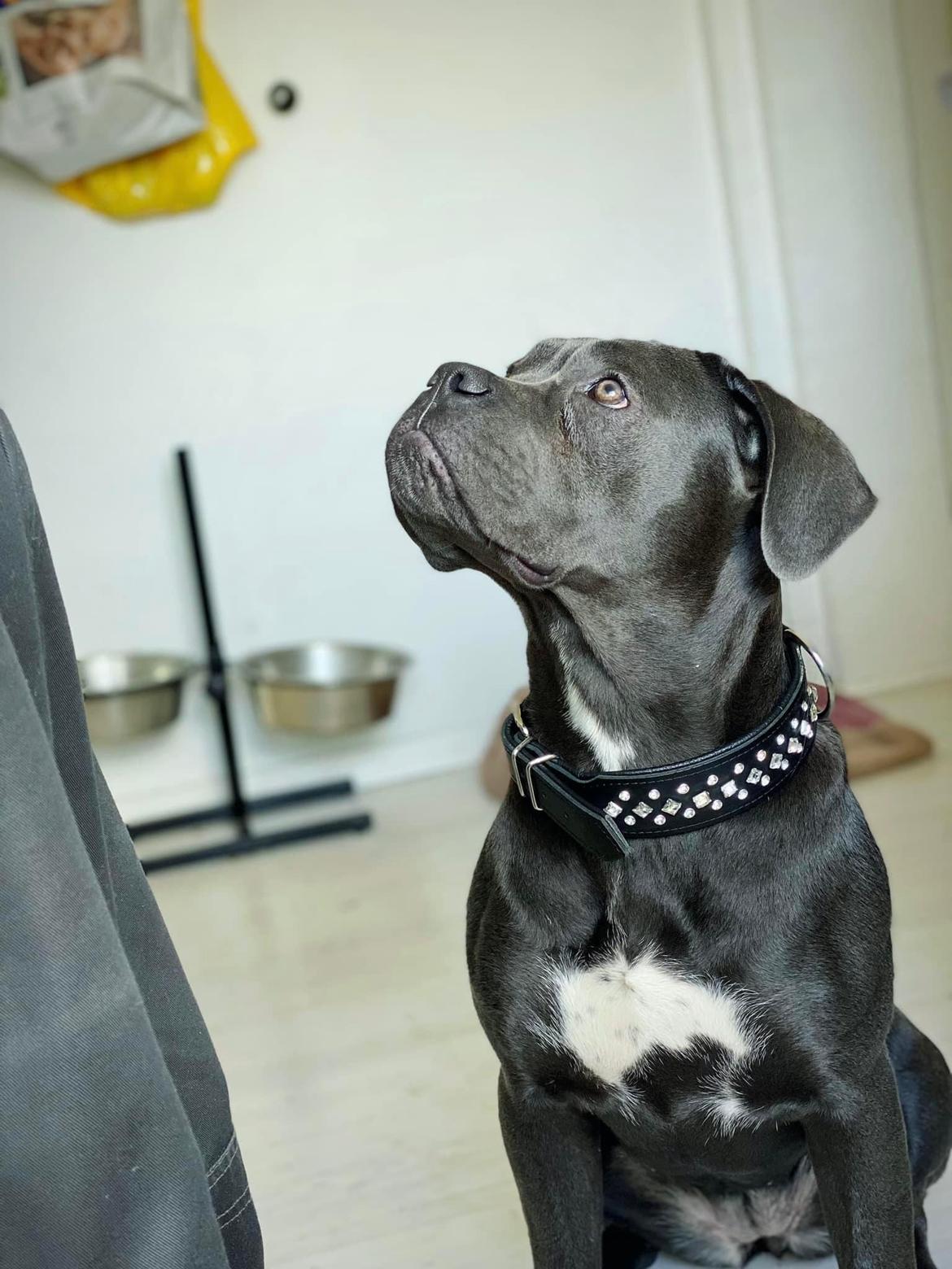 Cane corso Sia  billede 5