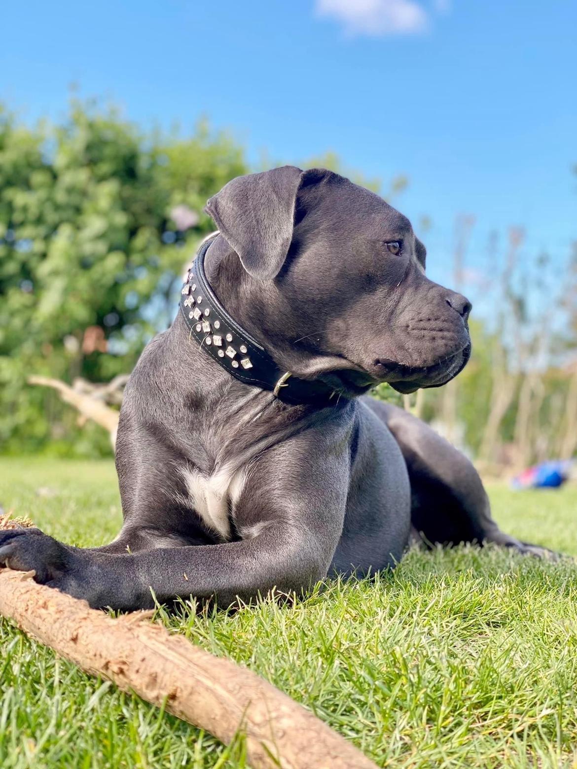 Cane corso Sia  billede 10