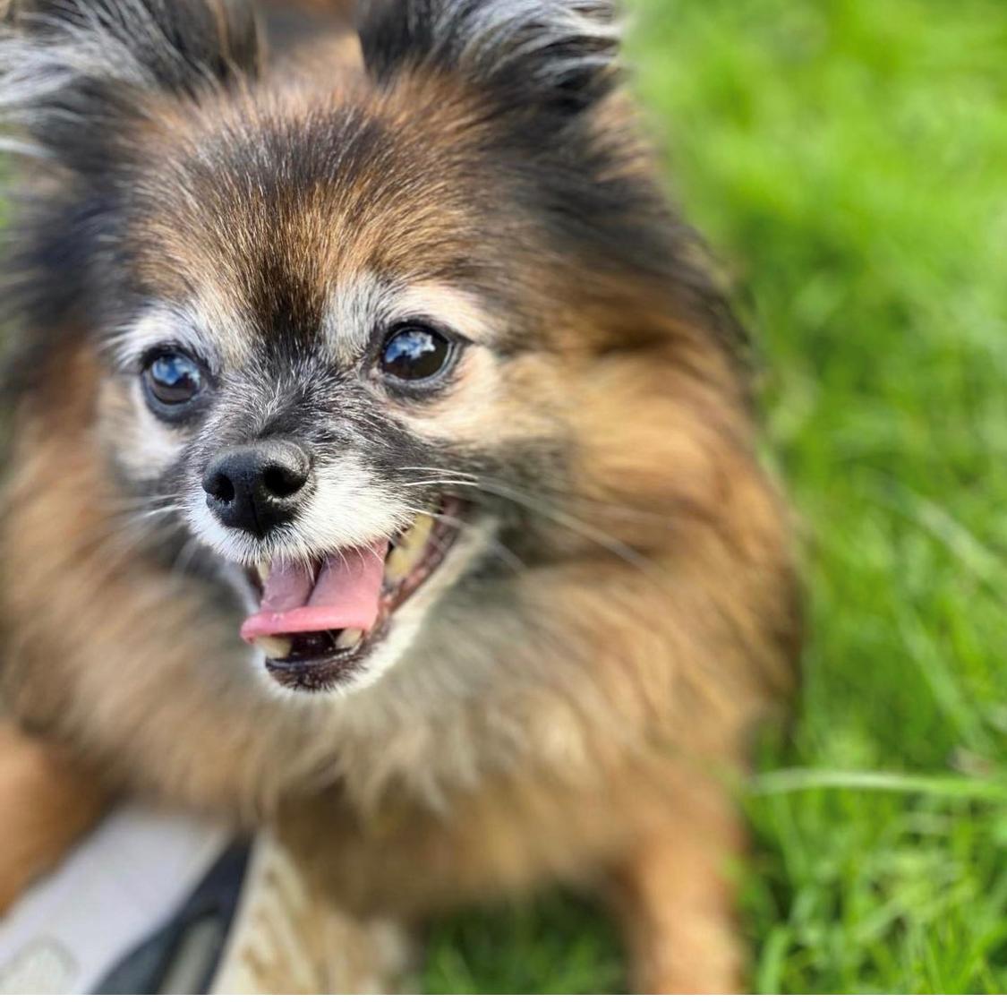 Blanding af racer Flossie  billede 5