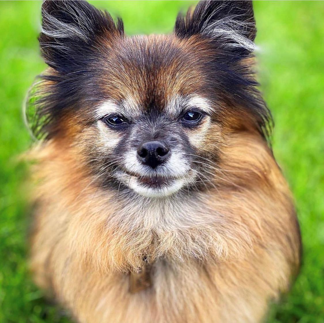 Blanding af racer Flossie  billede 8