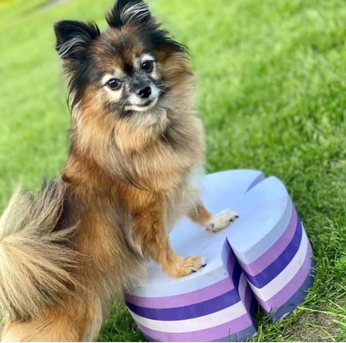 Blanding af racer Flossie  billede 3