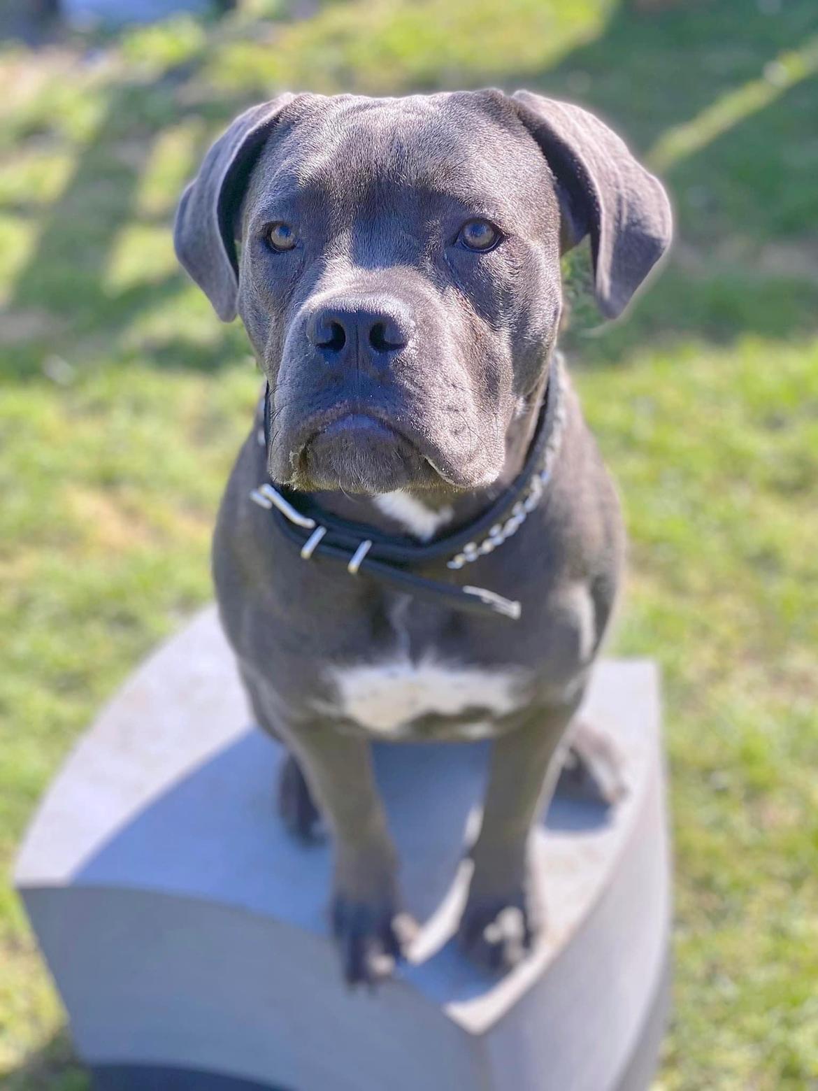 Cane corso Sia  billede 12