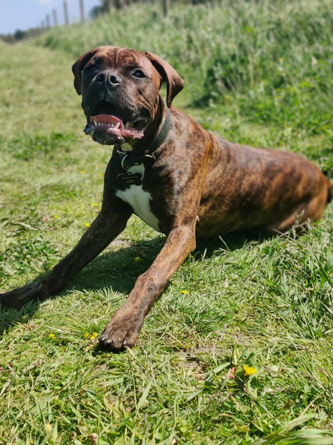 Blanding af racer Odin billede 7